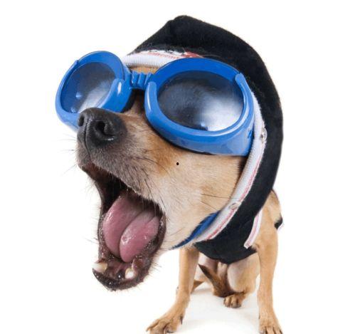 吃瓜杨狗搞笑视频大全集