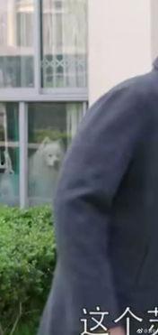 刘先生在线吃瓜视频播放