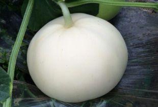 吃梨瓜的搞笑视频