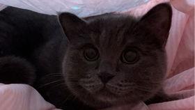 给小猫吃瓜视频大全集,小猫吃瓜视频大全集