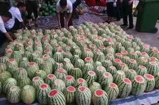 中万斤瓜请全校吃 视频,全校师生共享丰收喜悦”