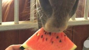 马妞吃瓜最新视频