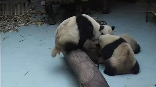熊猫吃瓜吵架视频,一场趣味横生的争吵秀