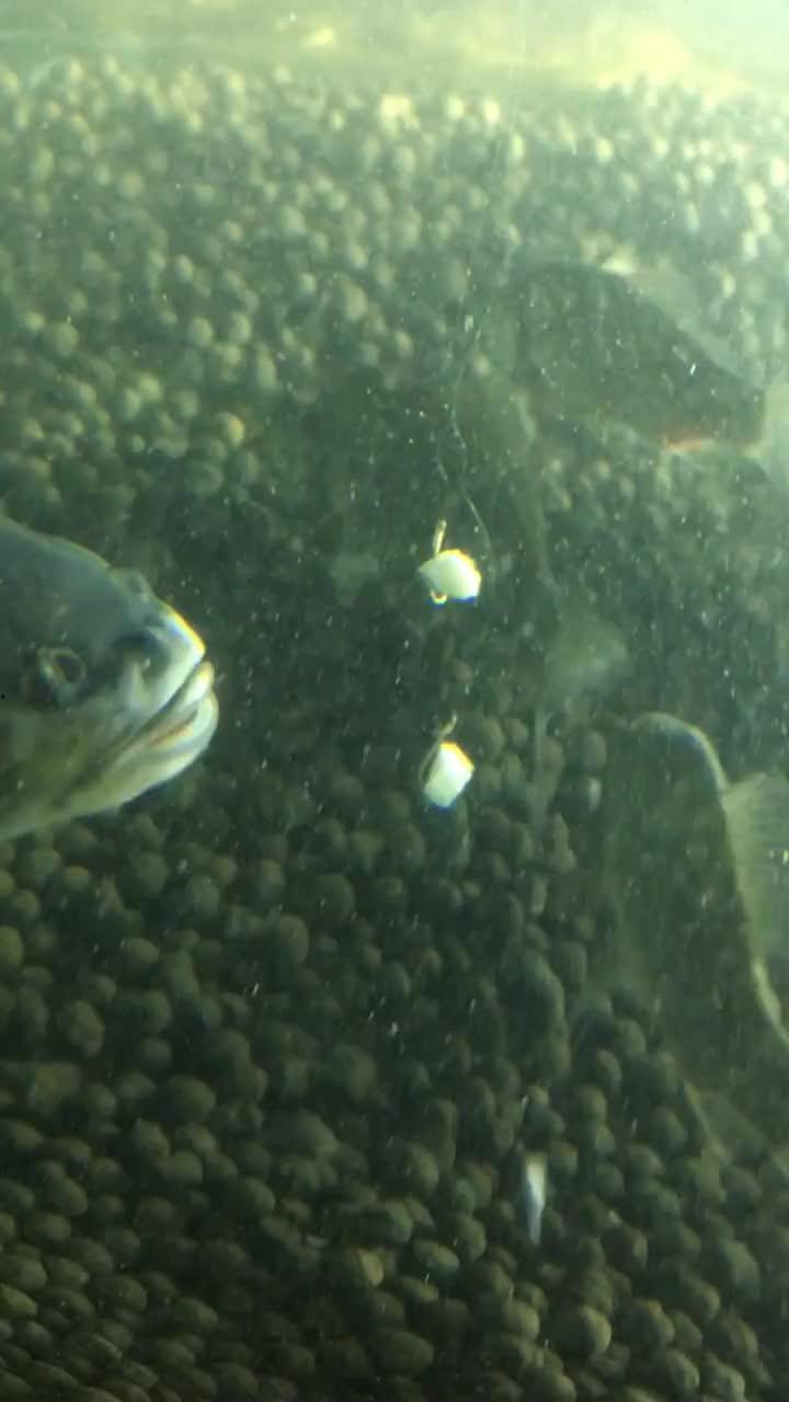 抠鱼鳃吃瓜视频,一场网络奇观背后的文化现象