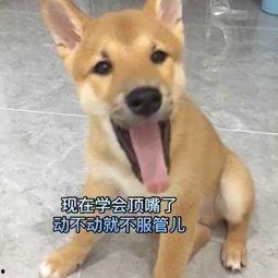 狗可不可以吃籽瓜呢视频,狗狗的禁忌美食还是健康零食？