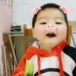 小猪吃瓜视频大全,趣味视频大全集锦