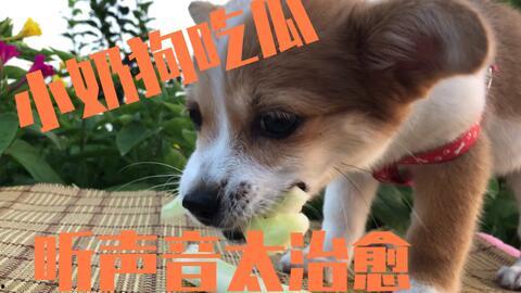 小奶狗可以吃蜜瓜吗视频,宠物美食新体验