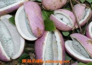 吃冻的八月瓜会中毒吗视频