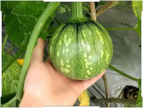 小姜吃瓜原视频,揭秘娱乐圈幕后故事