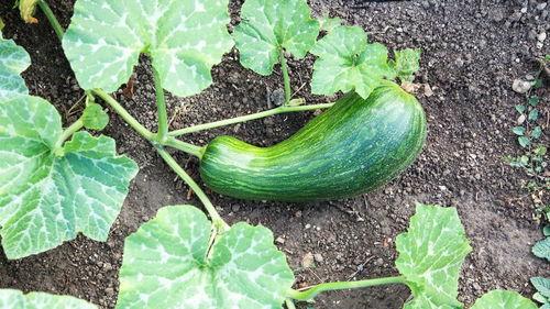 吃瓠瓜需要削皮吗视频,瓠瓜去皮还是留皮？视频揭秘正确食用方法