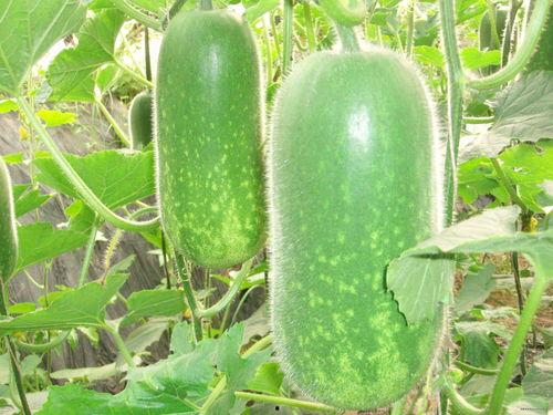 水瓜减肥怎么吃最好视频,视频揭秘最佳食用方法