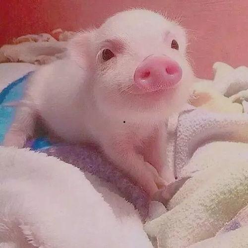 悉尼小猪猪吃瓜视频,萌态十足引网友热议