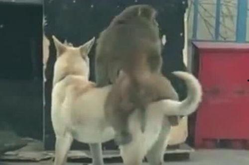 吃瓜狗搞笑视频大全集,欢乐无限