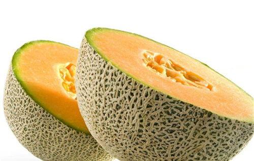 小斑鸠吃不吃哈密瓜呢视频